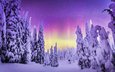 природа, лес, зима, пейзаж, северное сияние, steve rosset