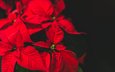 цветок, karolina grabowska, пуансеттия, рождественская звезда