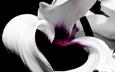 макро, цветок, лепестки, черный фон, орхидея
