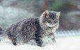 снег, зима, кот, мордочка, усы, кошка, взгляд