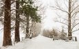 деревья, снег, природа, зима, аллея