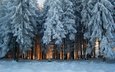 снег, природа, лес, зима, иней