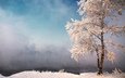 небо, снег, природа, дерево, зима, туман, иней