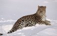 снег, зима, леопард, хищник, большая кошка, lynn m. stone