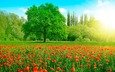 небо, цветы, трава, облака, деревья, солнце, природа, зелень, лес, парк, поле, лето, красные, маки