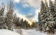 небо, облака, деревья, снег, природа, лес, зима