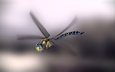 арт, насекомое, фон, крылья, стрекоза, monteillard-damien