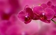ветка, фон, цветок, лепестки, розовый, орхидея, соцветие