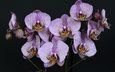 цветы, природа, листья, фиолетовый, черный фон, орхидеи, пурпурные