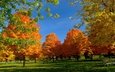 небо, деревья, листья, осень, скамейка, пикник