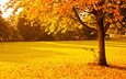 деревья, природа, парк, листва, осень