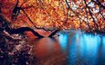 деревья, вода, река, природа, отражение, ветки, осень
