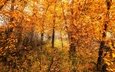 деревья, природа, лес, листья, осень, тропинка