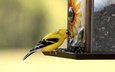 птица, клюв, щегол, кормушка, птаха, american goldfinch