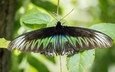 природа, листья, зелёный, насекомое, бабочка, черный, животное, малайзия
