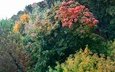 деревья, лес, листья, пейзаж, ветки, осень, ланшафт, цвета осени