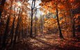 деревья, природа, лес, листья, осень, канада, онтарио, dustin abbott