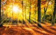 деревья, солнце, природа, лес, парк, стволы, осень