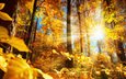 деревья, солнце, природа, лес, листья, стволы, осень, smileus