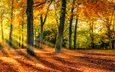 деревья, природа, лес, листья, парк, осень