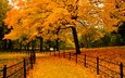деревья, природа, листья, парк, осень, забор, аллея, ramoncito roman bucud