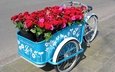 цветы, розы, герберы, велосипед
