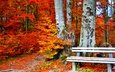 деревья, листья, парк, стволы, осень, скамейка