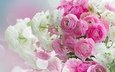 розовые цветы, белая, красива,  цветы, ранункулюс, лютики, пинк