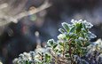 снег, листья, макро, иней, холод, растение, кристаллы, боке