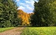 деревья, парк, дорожка, листва, осень, лужайка, золотая осень
