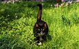 трава, мордочка, усы, кошка, взгляд, хвост, черный кот, by schafsheep