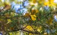 ветка, листья, хвоя, макро, осень, сосна, valery chernodedov