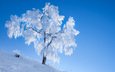 небо, снег, природа, дерево, зима, иней, romain guy