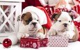 новый год, подарки, щенки, собаки, английский бульдог