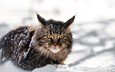 снег, зима, кот, мордочка, усы, кошка, взгляд, мейн-кун