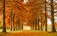 деревья, природа, парк, осень, аллея, лиственница