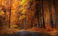 дорога, деревья, природа, лес, листья, парк, осень