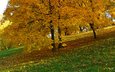 деревья, природа, парк, листва, осень, желтые листья
