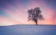 снег, природа, дерево, закат, зима, пейзаж