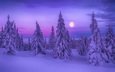 ночь, деревья, снег, природа, лес, зима, луна, ели