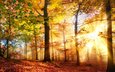 деревья, солнце, природа, лес, лучи, осень, солнечный свет, smileus