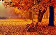 деревья, листья, парк, туман, осень, скамейки, листопад, аллея