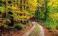 дорога, природа, лес, осень