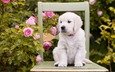 цветы, розы, собака, стул, щенок, золотистый ретривер