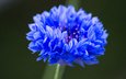 синий, цветок, василек, крупным планом
