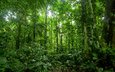 природа, лес, заросли, тропический лес