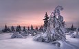 снег, природа, лес, зима