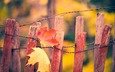 листья, макро, осень, забор, кленовый лист