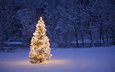 деревья, снег, природа, новый год, елка, лес, зима, рождество, гирлянда
