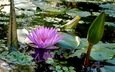 листья, цветок, лепестки, пруд, кувшинка, нимфея, водяная лилия